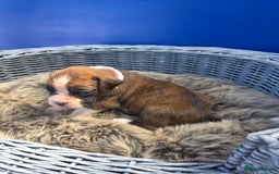 Boxer dogs for sale: KC REGISTERED Puppies-1x Gourgess Puppy available - Image 24
