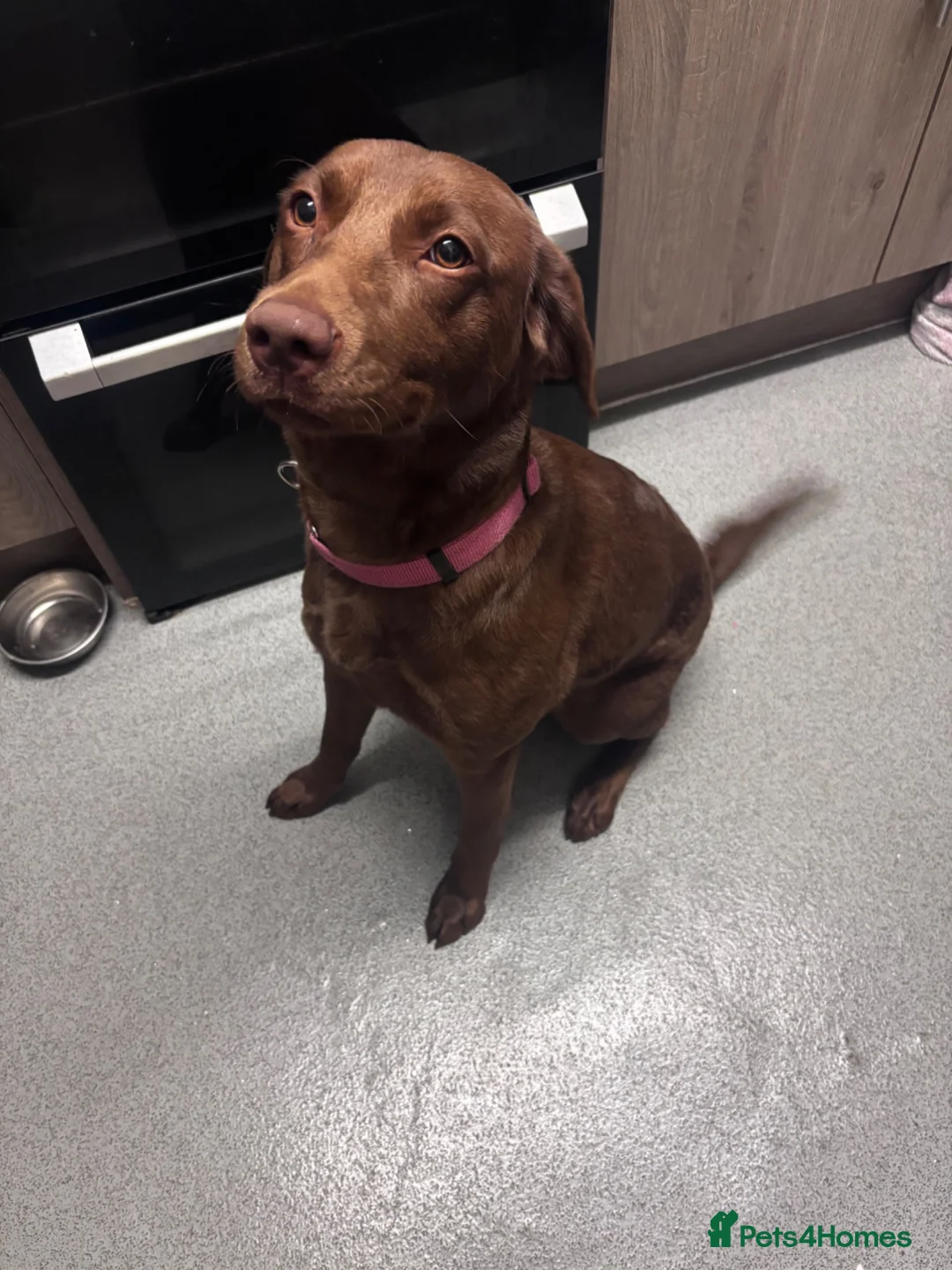 Labrador Retriever dogs for sale: 1 Year Old Chocolate Labrador Retriever - Advert 3