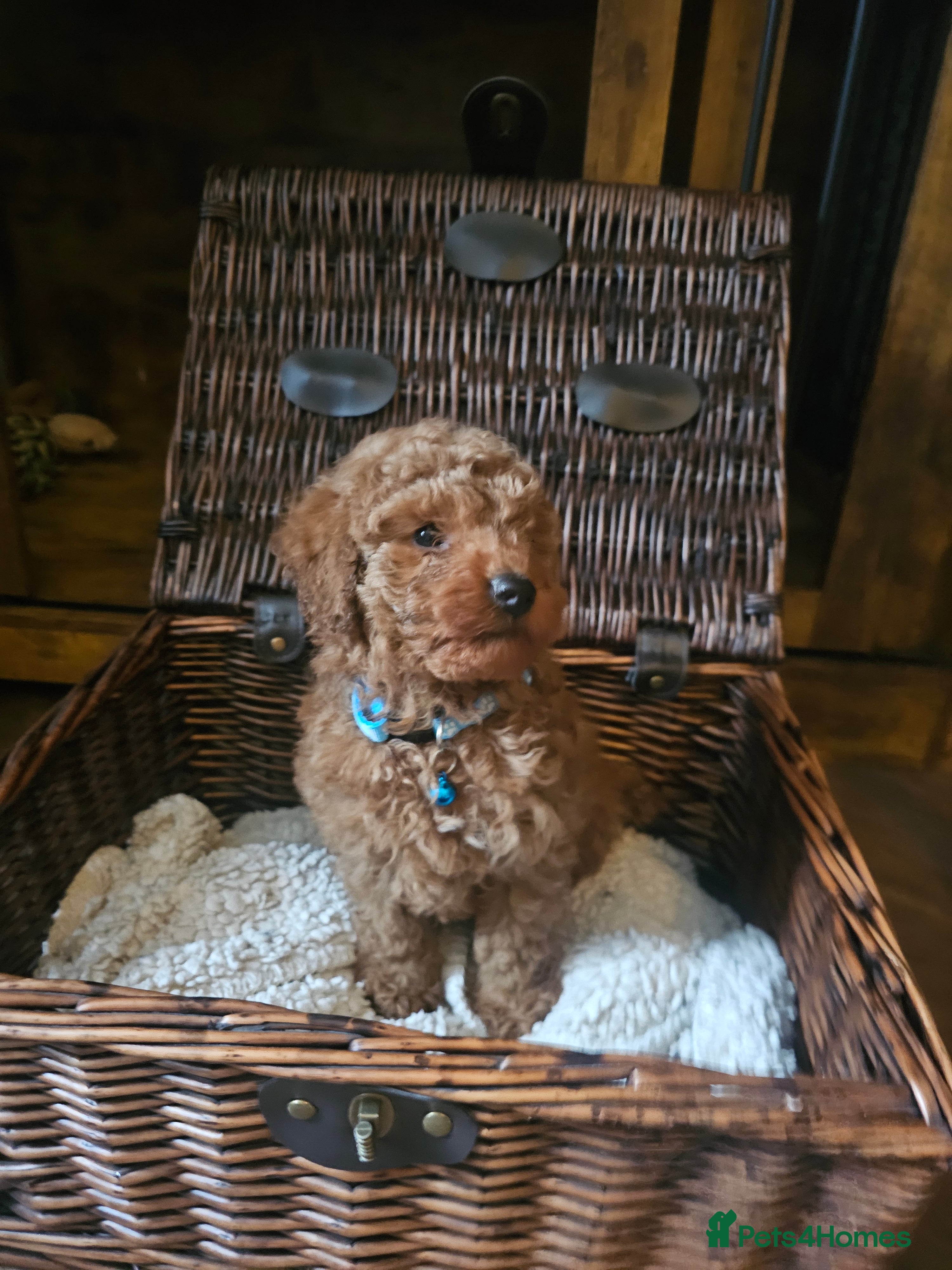 Toy Poodle dogs Toy poodle  - Advert 10