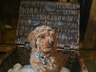 Toy Poodle dogs Toy poodle - Advert 13