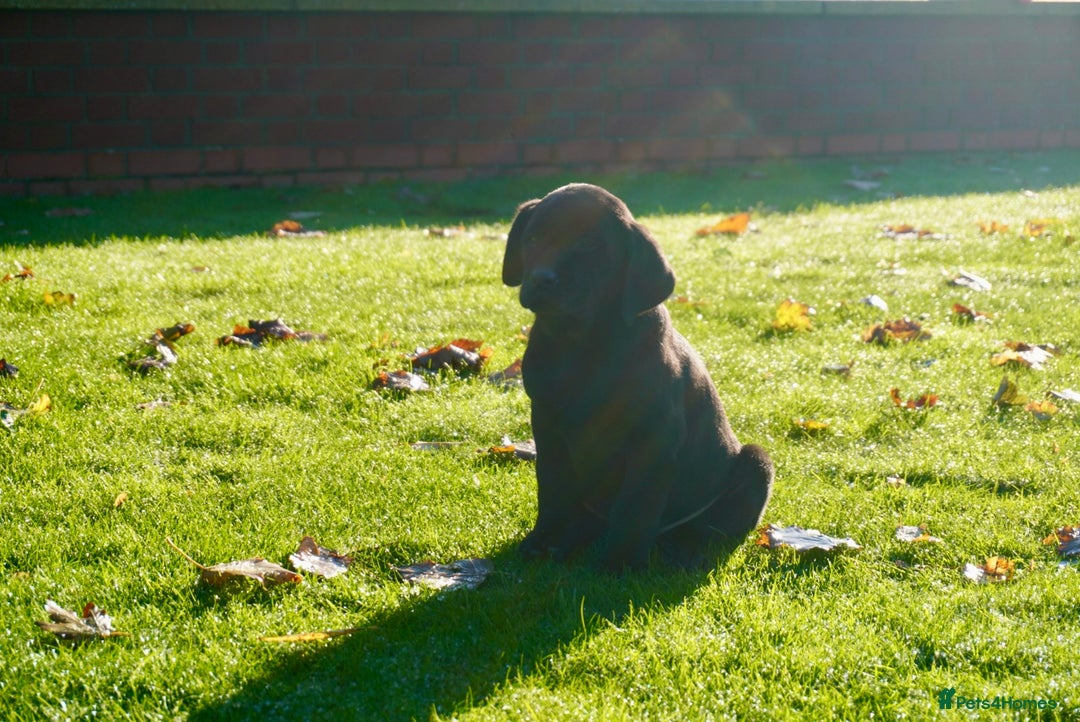 Labrador Retriever dogs for sale: Last Black Girl Available  - Advert 1