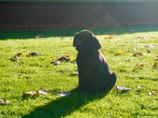 Labrador Retriever dogs Last Black Girl Available - Advert 1