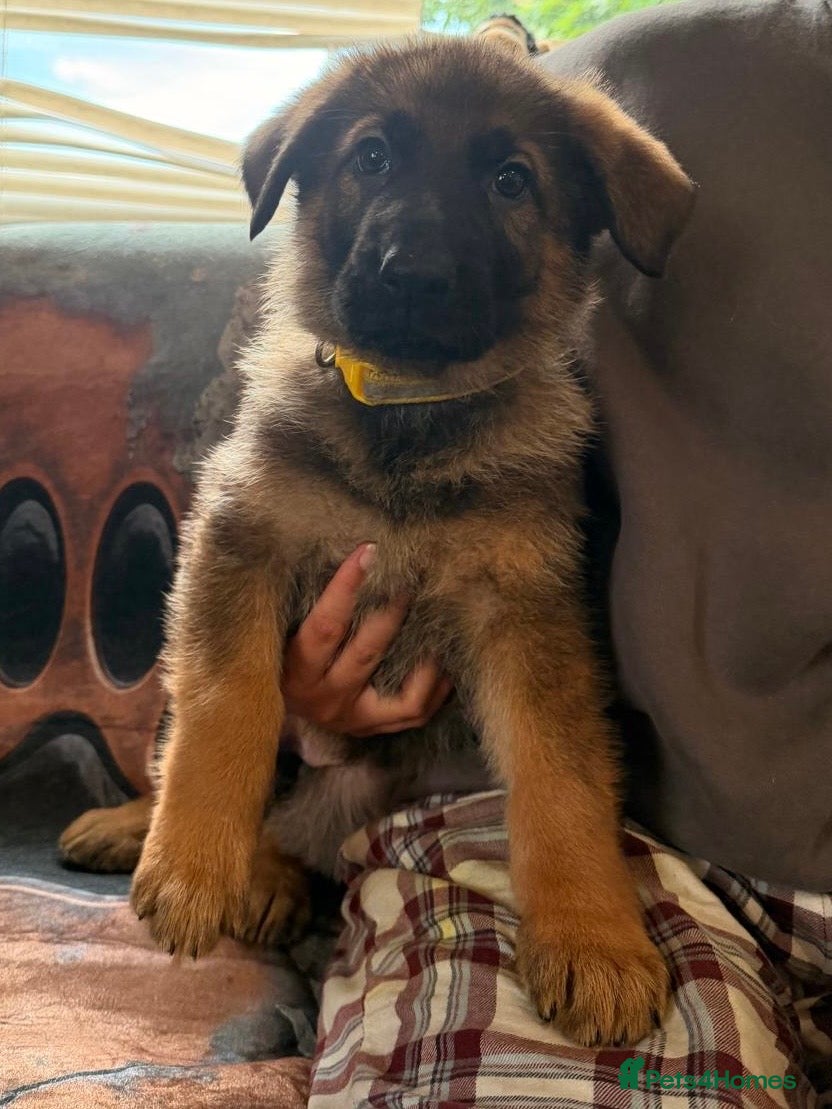 German Shepherd dogs Beautiful German Shepherd Pups  - Advert 2