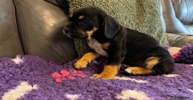 Mixed Breed dogs - Advert 3