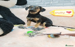 Mixed Breed dogs for adoption: 💖🐶 POLLY 🐶💖 - Image 2