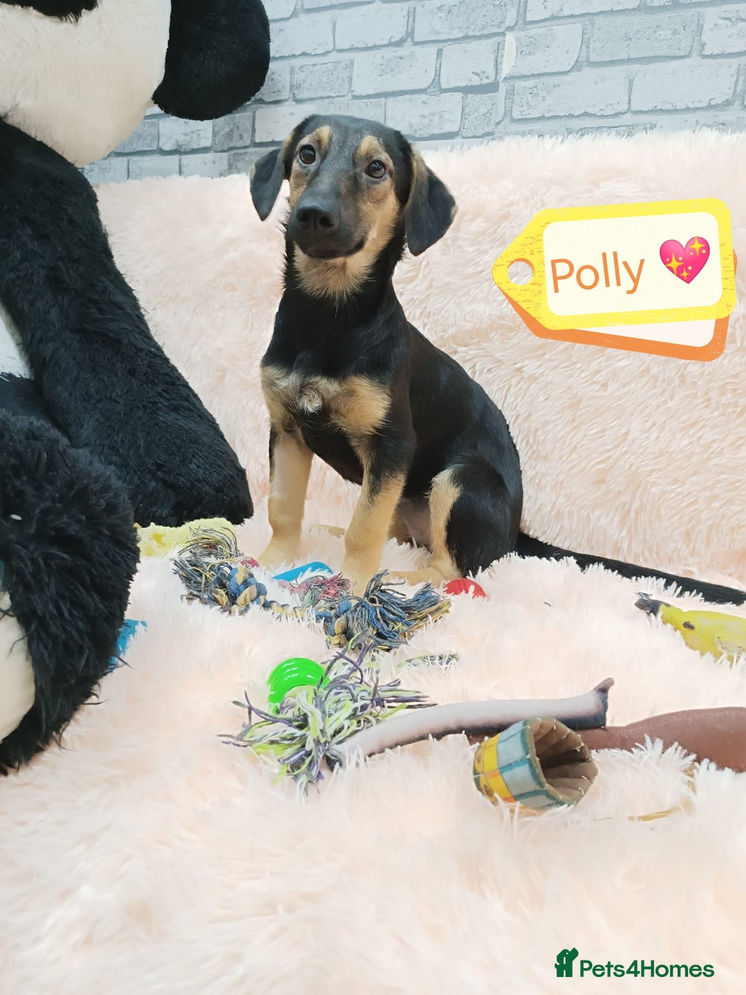 Mixed Breed dogs for adoption: 💖🐶 POLLY 🐶💖 - Image 2