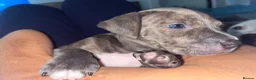 Staffordshire Bull Terrier dogs for sale: American Staffordshire bull terrier puppies - Advert 10