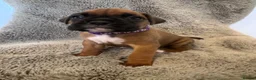 Boxer dogs for sale: Boxer puppies for sale  in Axbridge - Advert 4