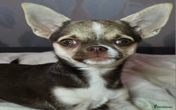 Chihuahua dogs for sale: Looking For Loving Family 🔥❤️ in Basildon - Image 10