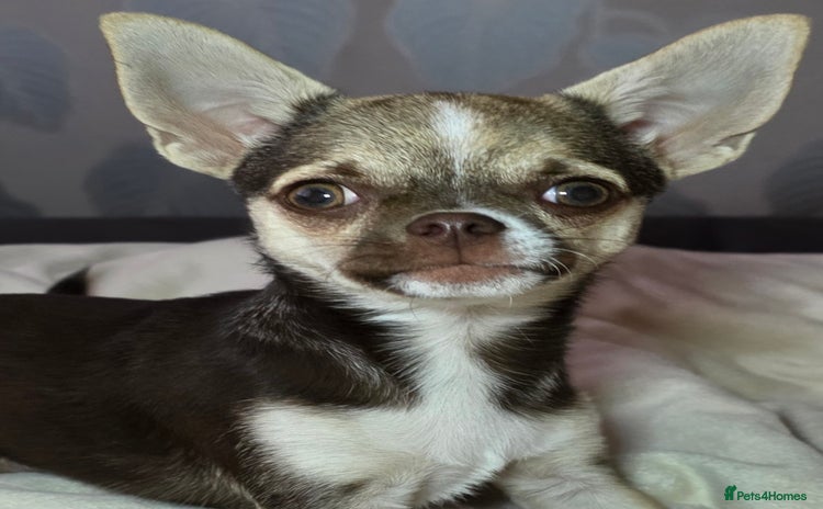 Chihuahua dogs in Basildon - Advert 1