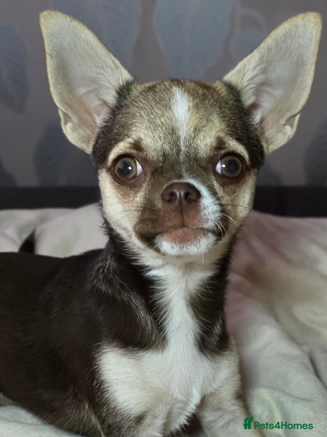Chihuahua dogs for sale: Looking For Loving Family 🔥❤️ in Basildon - Image 10