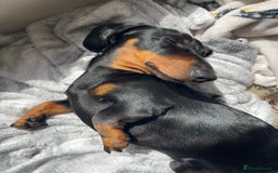 Miniature Dachshund dogs for stud: True Miniature Dachshund for stud only - Image 3