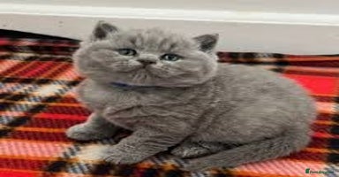 British Shorthair cats - Advert 9