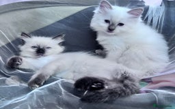 Ragdoll cats for sale: 🥰 Beautiful Radoll Kittens 😍 - Image 1