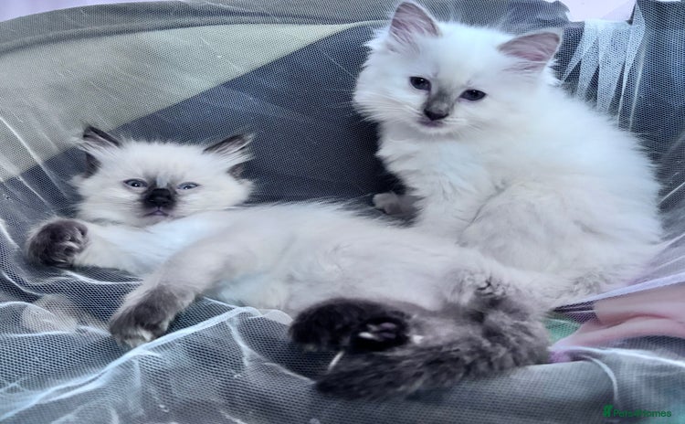 Ragdoll cats - Advert 11