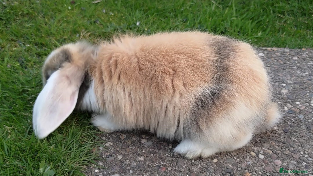 Mini Lop rabbits for sale: Gorgeous Mini Lop X French Bunnies Ready to Go! - Image 34