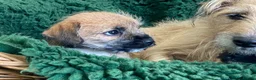 Mixed Breed dogs for sale: Border Terrier x Norfolk - Advert 16