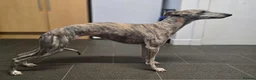 Whippet dogs for sale: KC Registered Small Whippet Puppies  - Advert 9