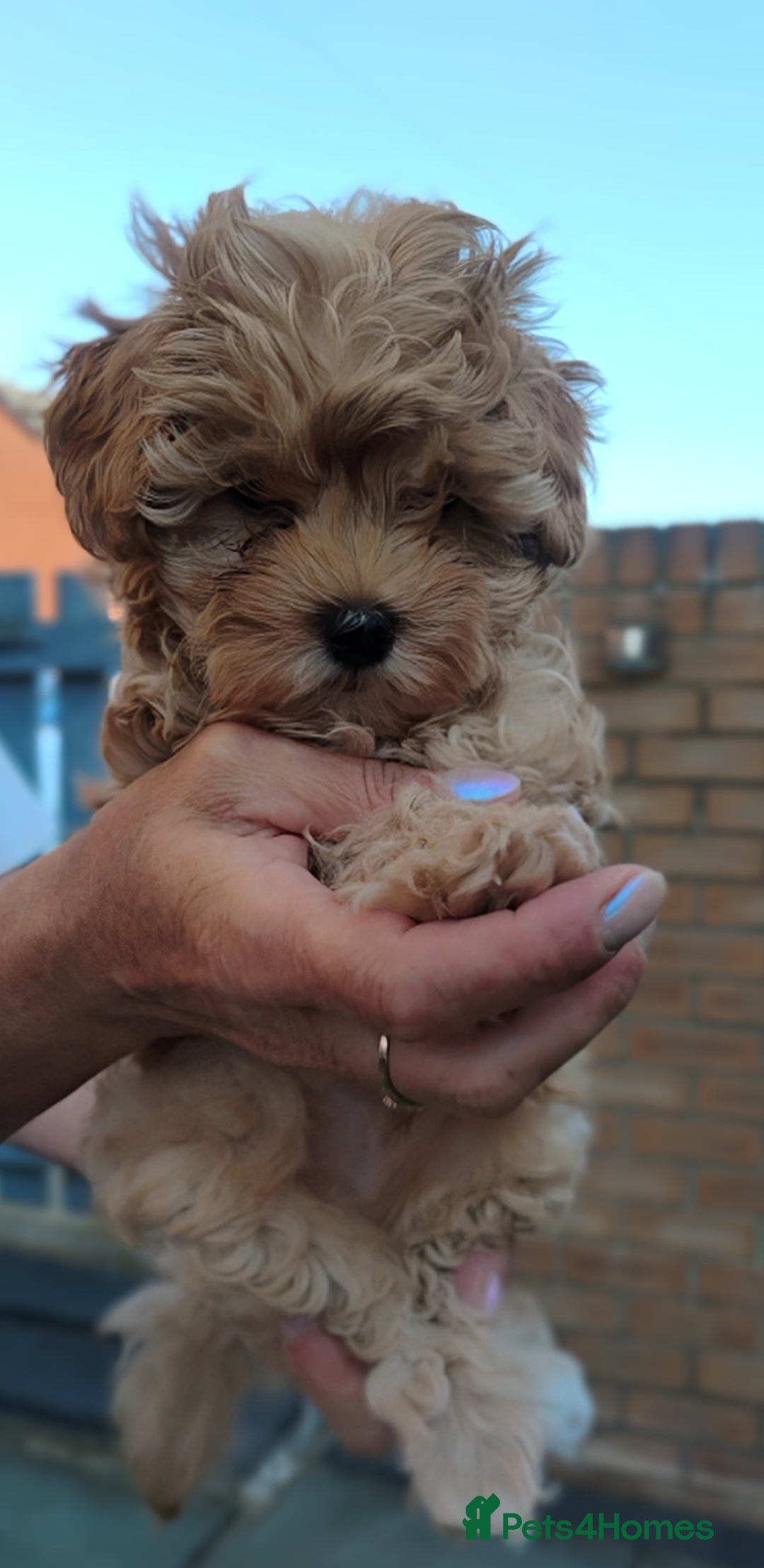 Maltipoo dogs for sale: Beautiful Maltipoo boys for sale 🐾 - Image 19