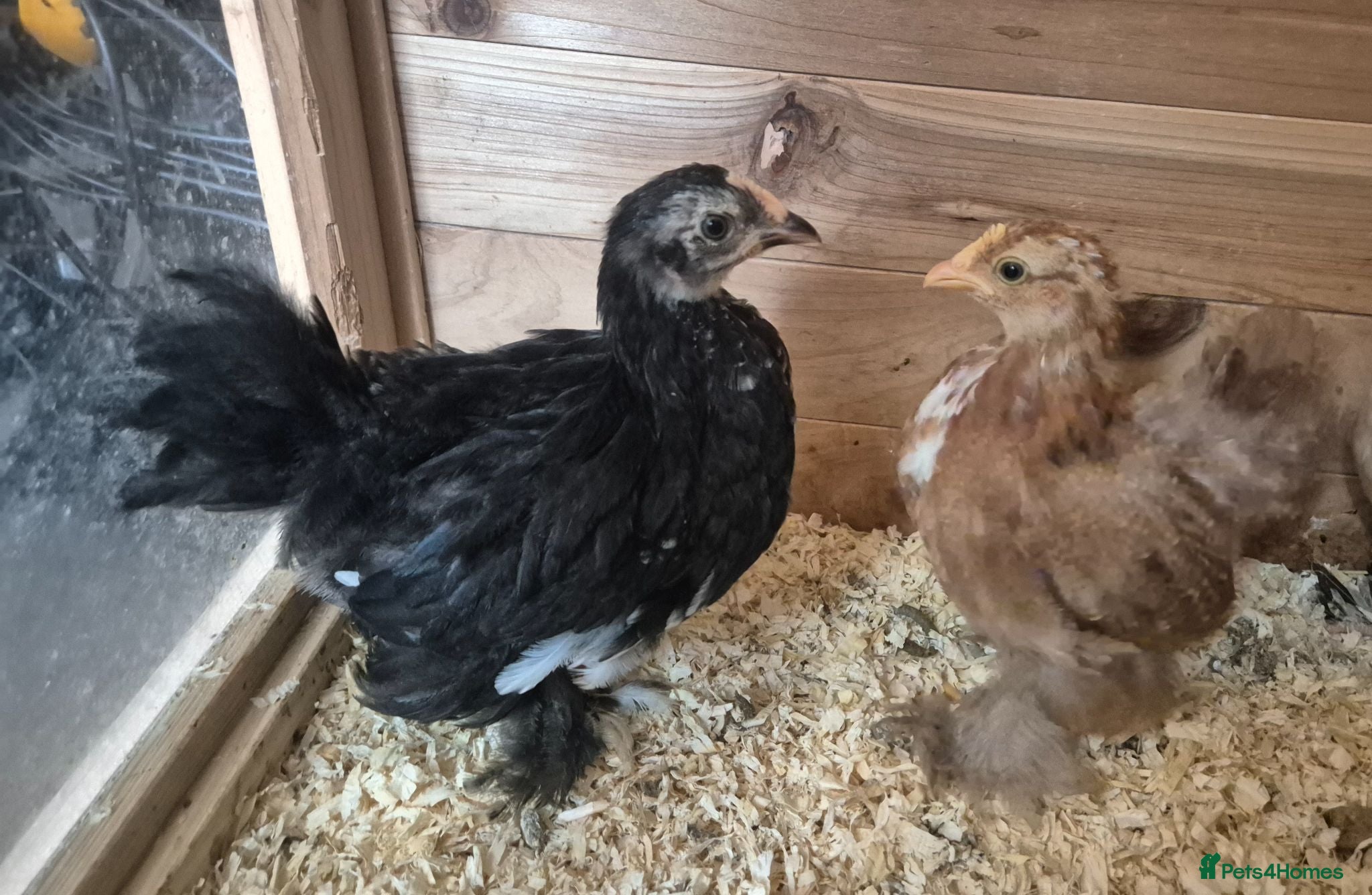 Chickens poultry Booted Pekin Bantam Pullets - Advert 3