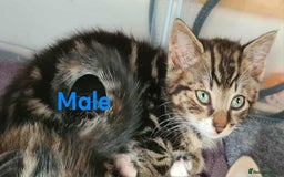 Mixed Breed cats for sale: 4 adorable kittens looking for their forever homes - Image 3