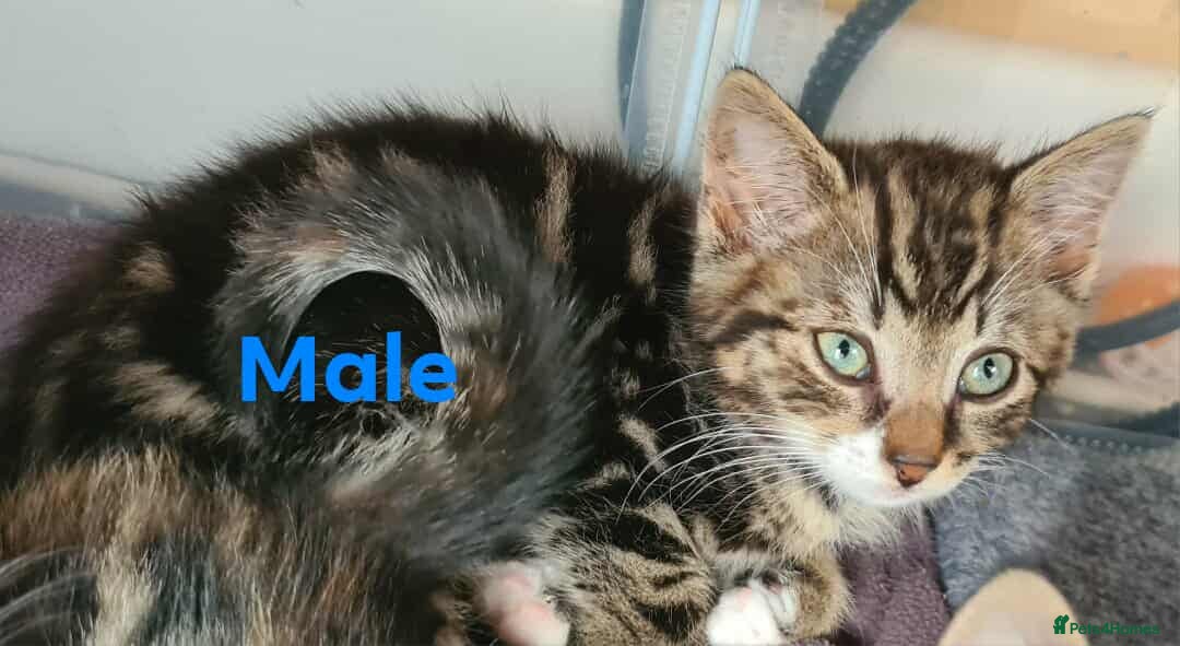 Mixed Breed cats for sale: 4 adorable kittens looking for their forever homes - Image 3