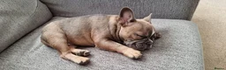 French Bulldog dogs for sale: Urgent Furever Home Needed.  - Advert 16