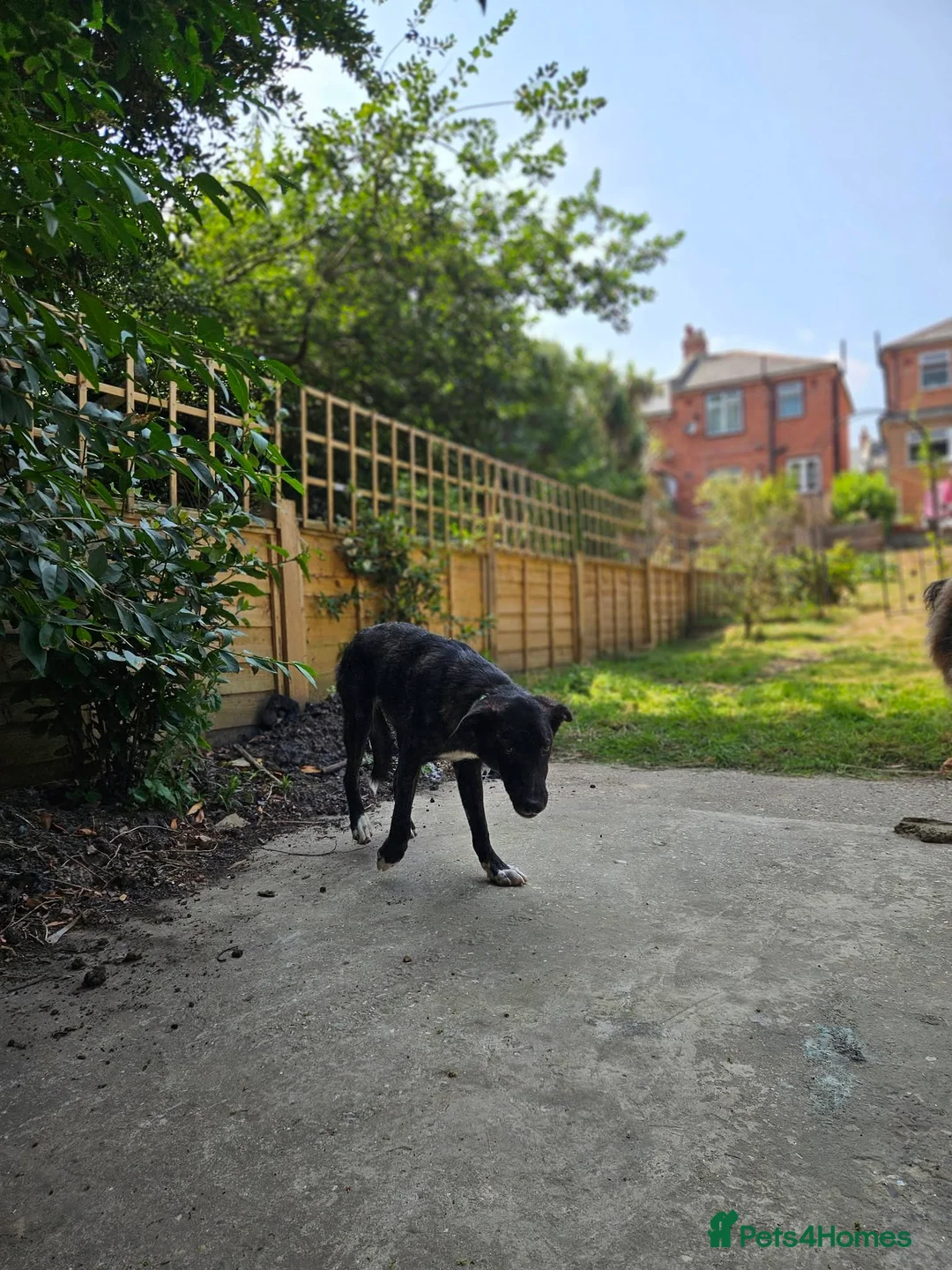 Mixed Breed dogs for adoption: Green for adoption in Brighton - Advert 5