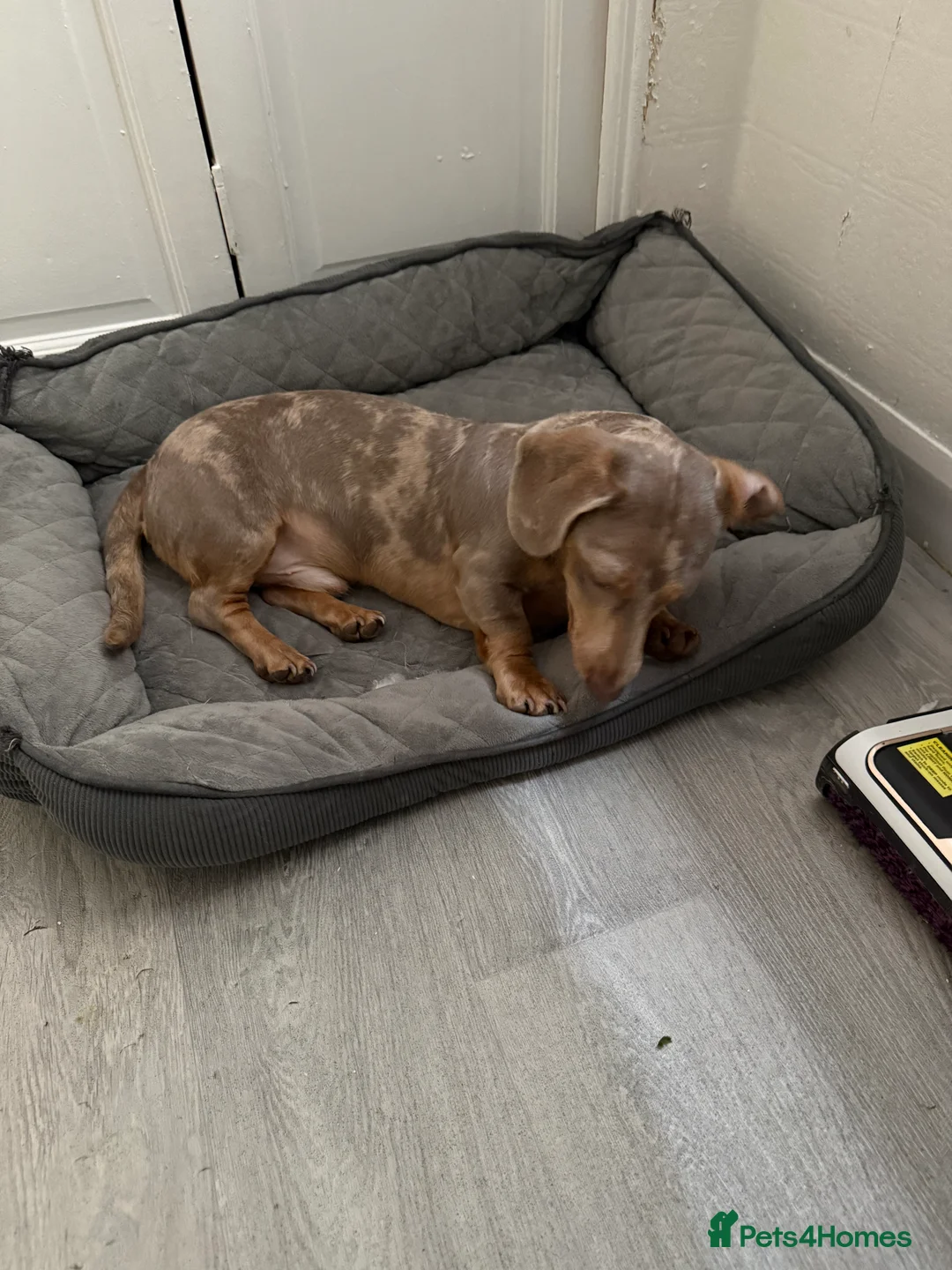 Miniature Dachshund dogs for sale:  Isabella Dapple Miniature Dachshund boy  - Advert 3