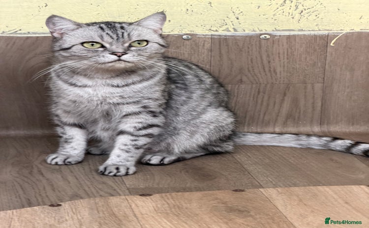 British Shorthair cats - Advert 13