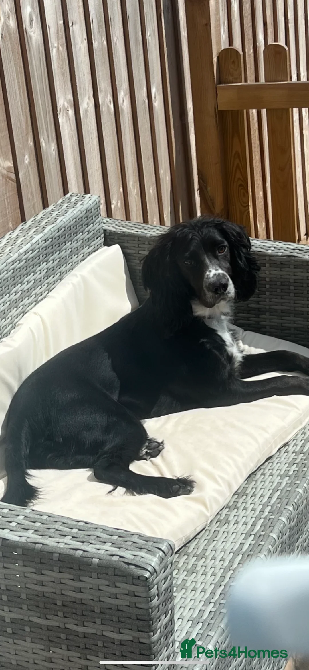 Cocker Spaniel dogs for sale: Working cocker spaniel puppies - Advert 10