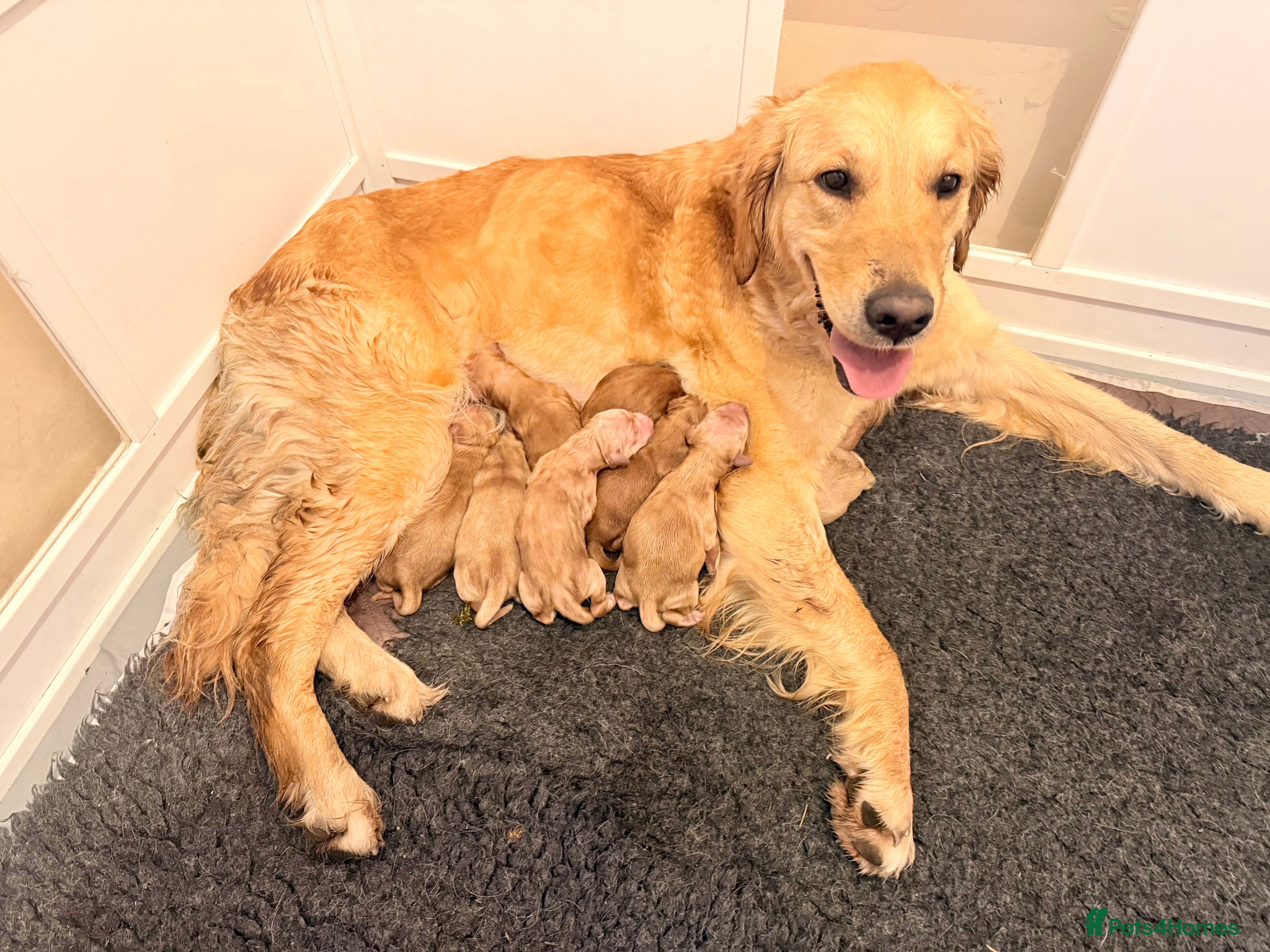 Golden Retriever dogs for sale: Beautiful Golden Retriever Puppys - Advert 9