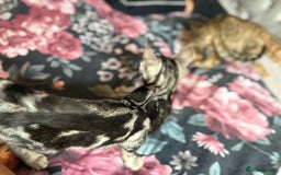 Bengal cats for sale: Bengal kittens 15 weeks  - Image 8
