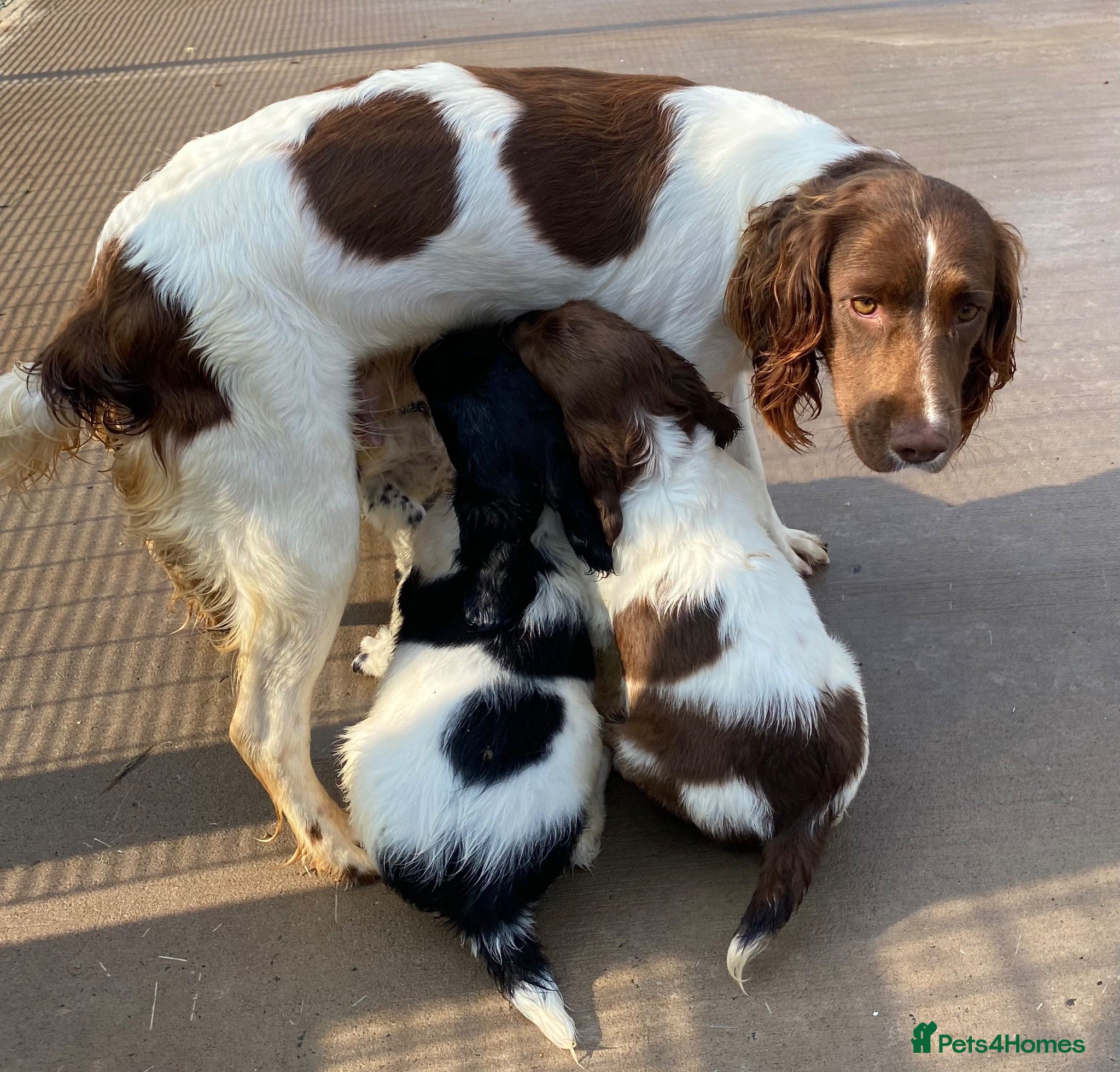 English Springer Spaniel dogs KC Registered Spaniel Puppies - Advert 1