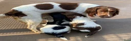English Springer Spaniel dogs for sale: KC Registered Spaniel Puppies - Advert 1