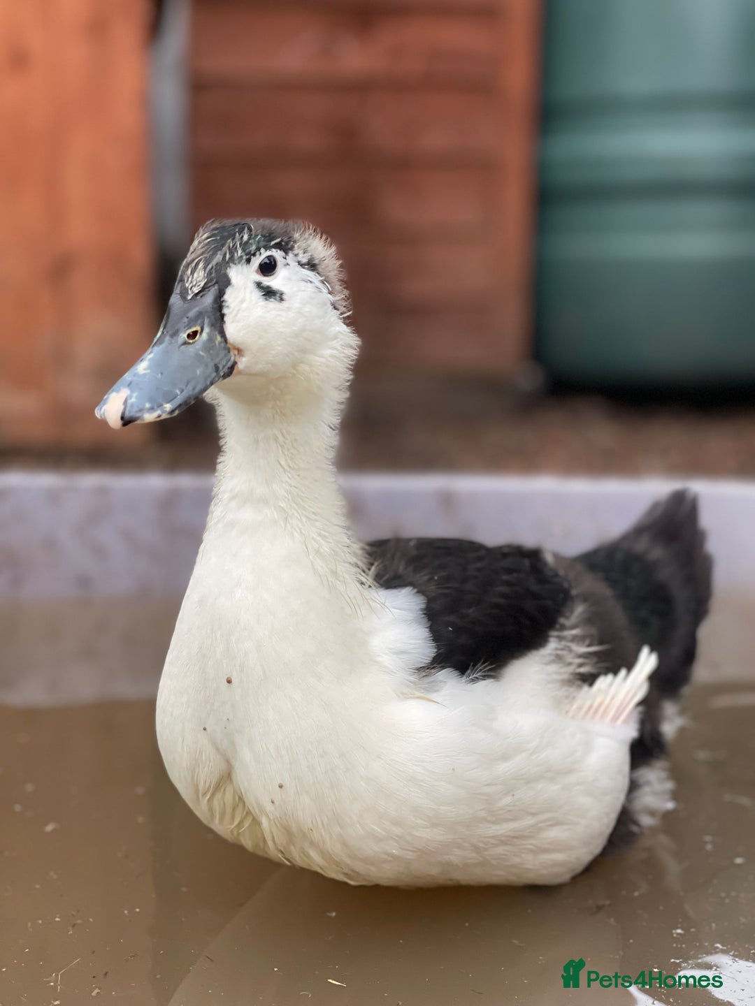 Ducks poultry for sale: Need homes asap!🏡❤️ - Image 2