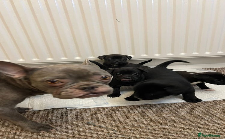 Mixed Breed dogs French bulldog mixt - Advert 2