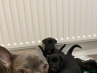 Mixed Breed dogs French bulldog mixt - Advert 2