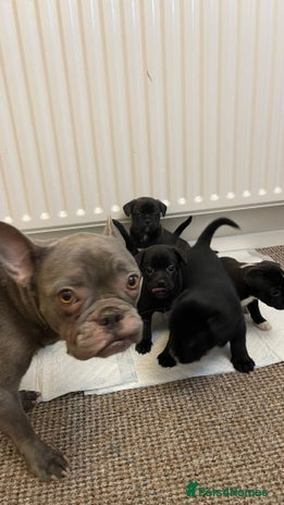 Mixed Breed dogs French bulldog mixt - Advert 2