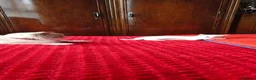 Mixed Breed cats for sale: Kittens - Advert 13