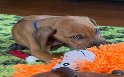 Rhodesian Ridgeback dogs for sale: Beautiful puppies from Health Tested Parents in Worksop - Image 29