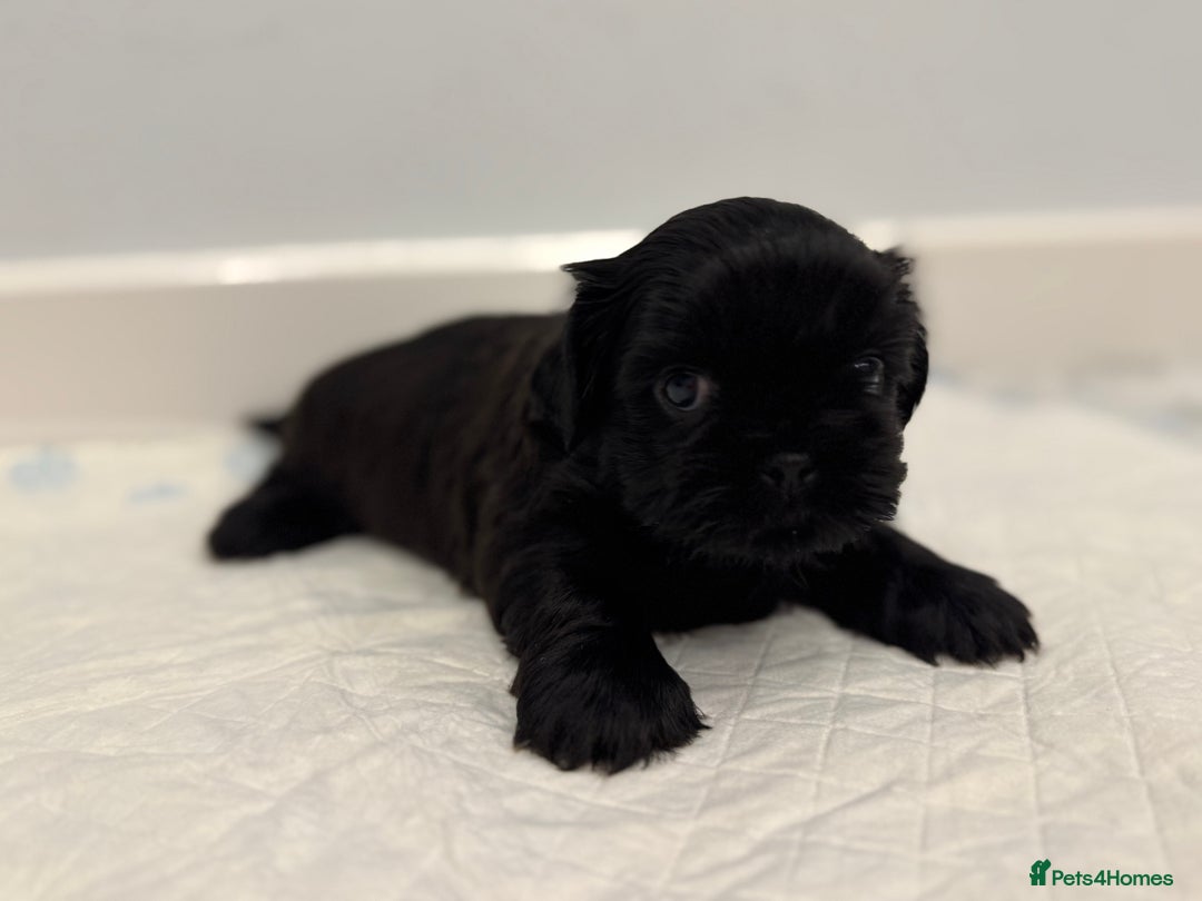 Shih Tzu dogs for sale: ✨ Exceptional Shih Tzu Puppies – Available✨ - Advert 1