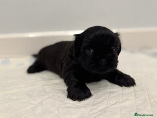 Shih Tzu dogs ✨ Exceptional Shih Tzu Puppies – Available✨ - Advert 8