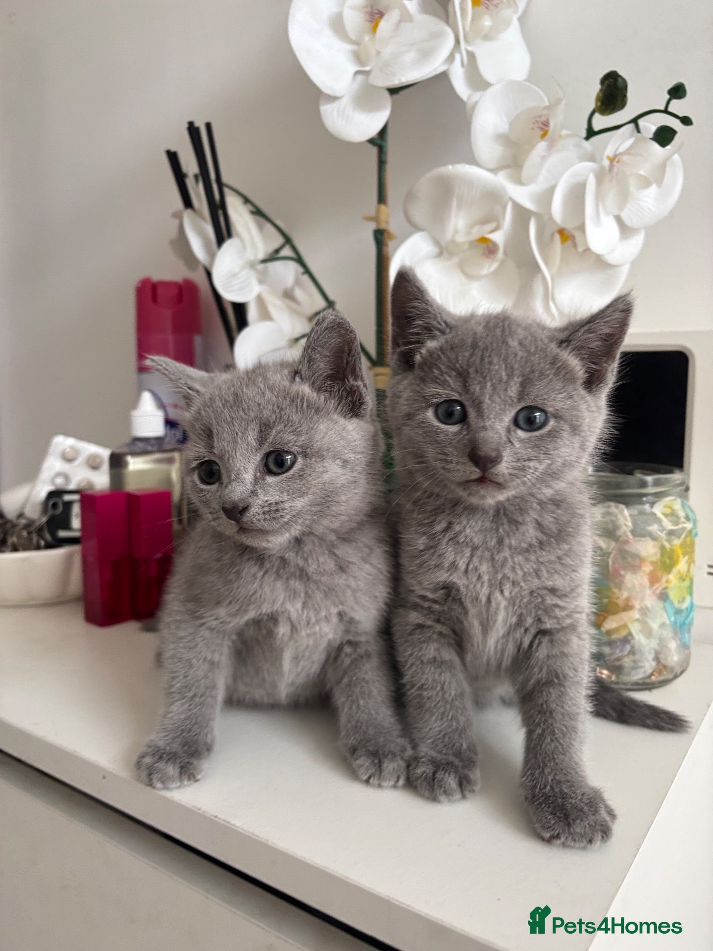 Russian Blue cats  PEDIGREE RUSSIAN BLUE KITTENS 🐱 LAST 2 GIRLS  - Advert 1
