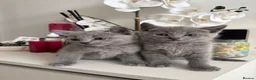 Russian Blue cats for sale: TOP PEDIGREE RUSSIAN BLUE KITTENS 🐱 - Advert 10