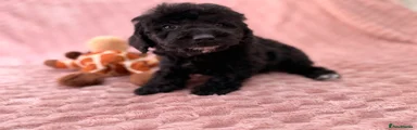 Archie