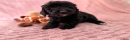 Labradoodle dogs for sale: DNA health tested parents of stunning labradoodles in Ware - Advert 9