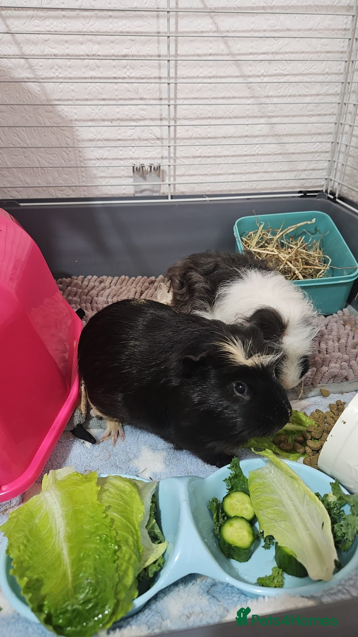 Guinea Pig rodents 2 male guinea pigs 1 year old - Advert 1