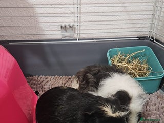 Guinea Pig rodents 2 male guinea pigs 1 year old - Advert 1
