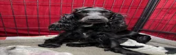 Cocker Spaniel dogs for sale: Outstanding Quality Puppies- Cocker Spaniel  in Slough - Advert 15
